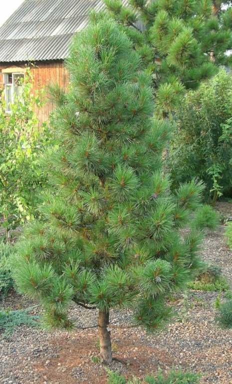 Хвойная 20. Кедр Сибирский молодой. Кедр Сибирский сорта. Pinus sibirica oligarh. Pinus sibirica ideal.