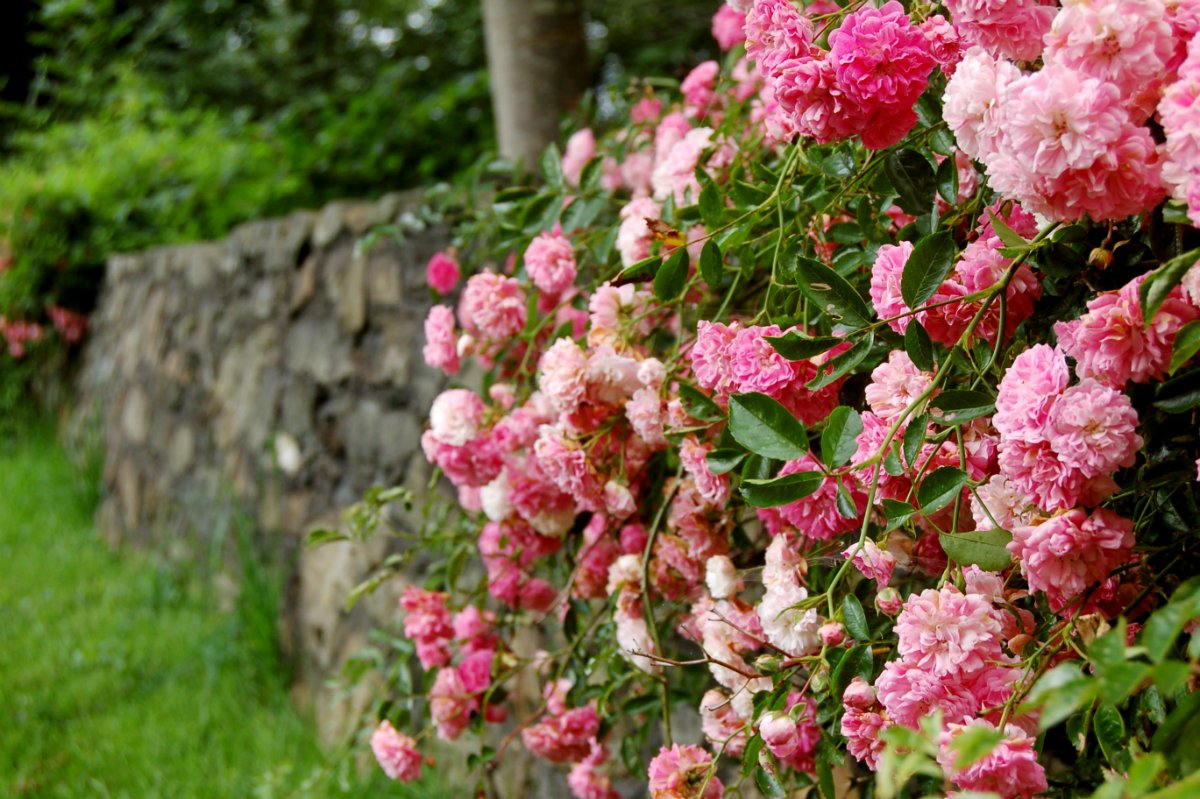 Какие розы цветут всю лета. Дороти Перкинс плетистые розы.